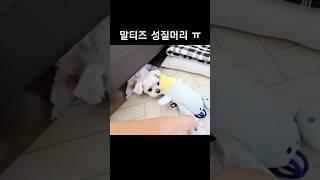 놔라~  놓으라고 해따~~!! #말티즈성질머리 #말티즈 #maltese #dog #duzzi #강아지애착인형