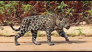 Conservation Connect: The Jaguar ID Project & Protecting Brazil’s Biggest Cat • Daily Dose of Nature