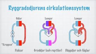 Cirkulation. Transportsystem hos olika djur