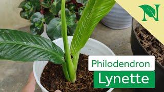 Cara Mudah Memperbanyak Tanaman Philodendron Lynette | Budidaya Philodendron Lynette