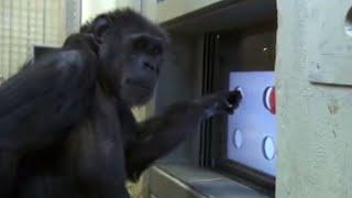 Touch Screen Test - Chimp TV | BBC Studios