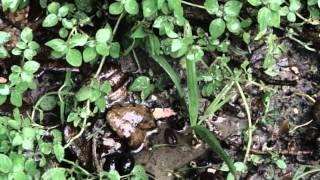 Sony FX1000 Slow Motion footage