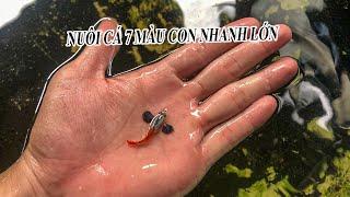 NUÔI CÁ BẢY MÀU CON NHANH LỚN I CHIA SẼ KINH NGHIỆM NUÔI CÁ 7 MÀU THUẦN CHỦNG #guppy