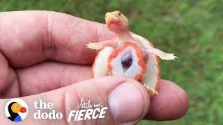 Big Guy Adopts Tiny Special Needs Turtle With An Exposed Heart | The Dodo Little But Fierce