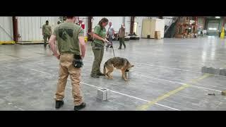 global k9 protection group