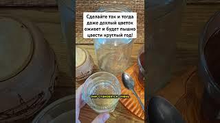 Сделайте так и тогда даже дохлый цветок оживет и будет пышно цвести круглый год! #цветы #сад #огород