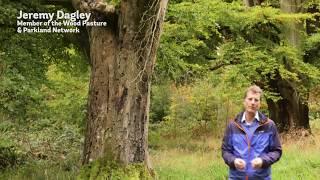 Wildlife and Open Grown trees - Wood Pasture and Parkland Wildlife