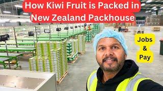 How Kiwi Fruit is Packed in New Zealand Packhouse || Jobs and Pay || Explained in 10 Minutes