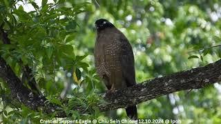 Crested Serpent Eagle @ Chiu S C DSCN2043