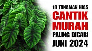 10 Tanaman Hias CANTIK harga MURAH Paling dicari di bulan JUNI 2024