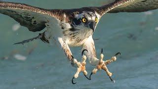 Incredible Osprey Photography - 8x Slow Motion Video - Insane Osprey Dives - 600f4 GM - BIF