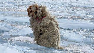 A woman traveling in Tibet met a dog with thick fur,it blocked her car and hoping to be taken away