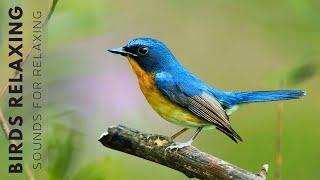 Relaxing Bird Sounds - Birds Singing Heal Stress, Anxiety And Depression, Heal The Mind