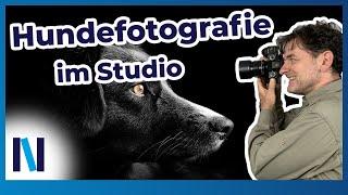 Nützliche Anleitung für perfekte Hunde-Fotos im Studio!