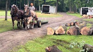 Getting a new team of horses used to logging.