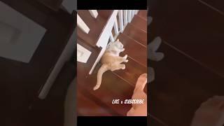 MOST dramatist Cat  #shorts #short #viral #funny