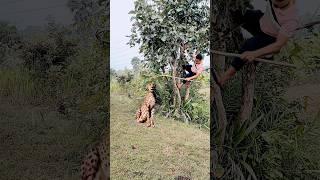 catching wild cheetah #viral #reels #viralreels #reelsviral #trending #Amazing