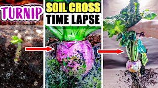 Growing Turnip From Seed To Harvesting Root (55 Days Time Lapse)