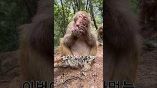 사람같은 원숭이 먹방 best3 #animals