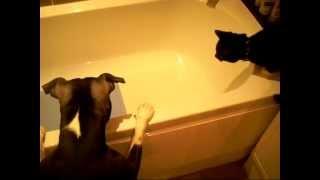 Dog baths cat (Original)