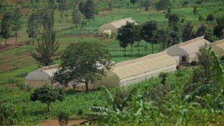 Greenhouses - HGT Rwanda