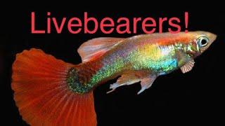 What is a Livebearer?