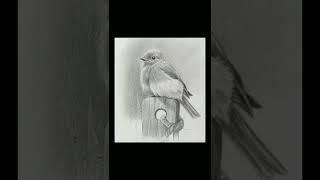 bird drawing trying to draw like “vk art box” sir like share subscribe for more