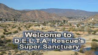 Welcome to D.E.L.T.A. Rescue Super Sanctuary