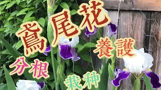 鸢尾花分根、栽种及养护How and When to Divide Your Irises