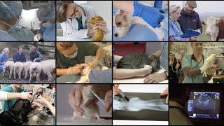 AVMA CVTEA®: 50 years improving veterinary technician education