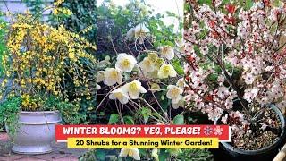 20 Winter Flowering Shrubs That Look Good In Winter Garden