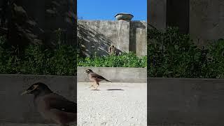 Myna bird closeup #birds #bird #birdsounds #shorts #parrots #mynabird