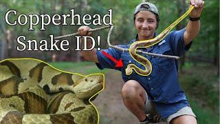 Copperhead Snake Identification: 3 Easy Tips!