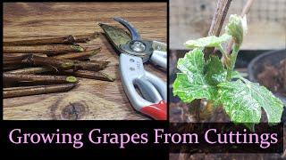 How To Grow Grapes From Hardwood Cuttings