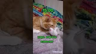 Один день из жизни рыжего #котика