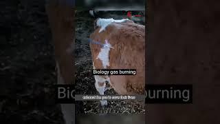 Biological burning cow gas