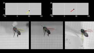 Análisis del vuelo de una abeja a 6000 imágenes por segundo.