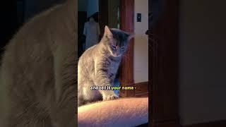 The Easiest Technique On How To Pet A Cat! 