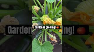 Garden Fresh Veggies #gardening #veggiegarden #freshveggies #summergarden #summergardens  #homegrown