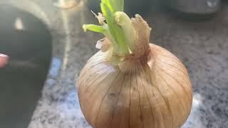 How To Grow Scallion In The Winter Months In Your House Low Maintenance