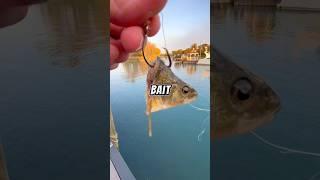 Fishing with cut bait on a TINY ROD  #fishing #fish