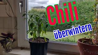 Chili überwintern Chilipflanzen richtig überwintern und nächstes Jahr Erntevorteil haben