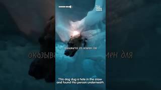 Экзамен для собаки #shorts #животные #жизнь