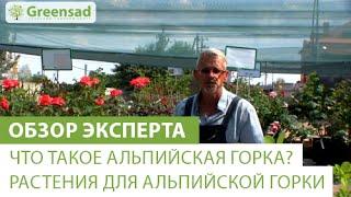 Что такое альпийская горка? Какие растения подходят для альпийской горки