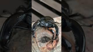【クワガタ】ブケットフタマタクワガタ【Stag beetle】Hexarthrius buqueti