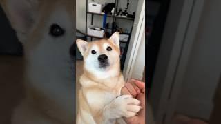 Shiba Doesn’t Want to go to Bed. Screams for his Life