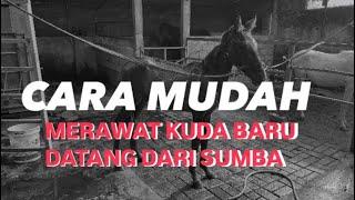 CARA MERAWAT KUDA BARU DATANG DARI SUMBA lengkap