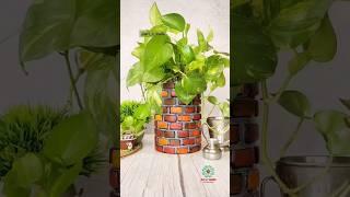 Let's recycle cookies tin  | planter | Home Garden #shorts #explore #diy