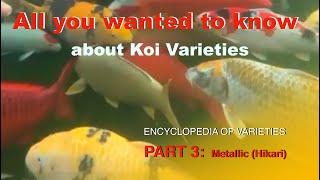 Koi Variety Encyclopedia - Part 3: Hikari (Metallic)