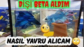 NİHAYET BİR DİŞİ BETAMIZ OLDU, BETTA FİSH Aquarium, beta akvaryum kurulumu, beta çiftleşmesi